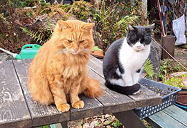 オセロ♀とウノ